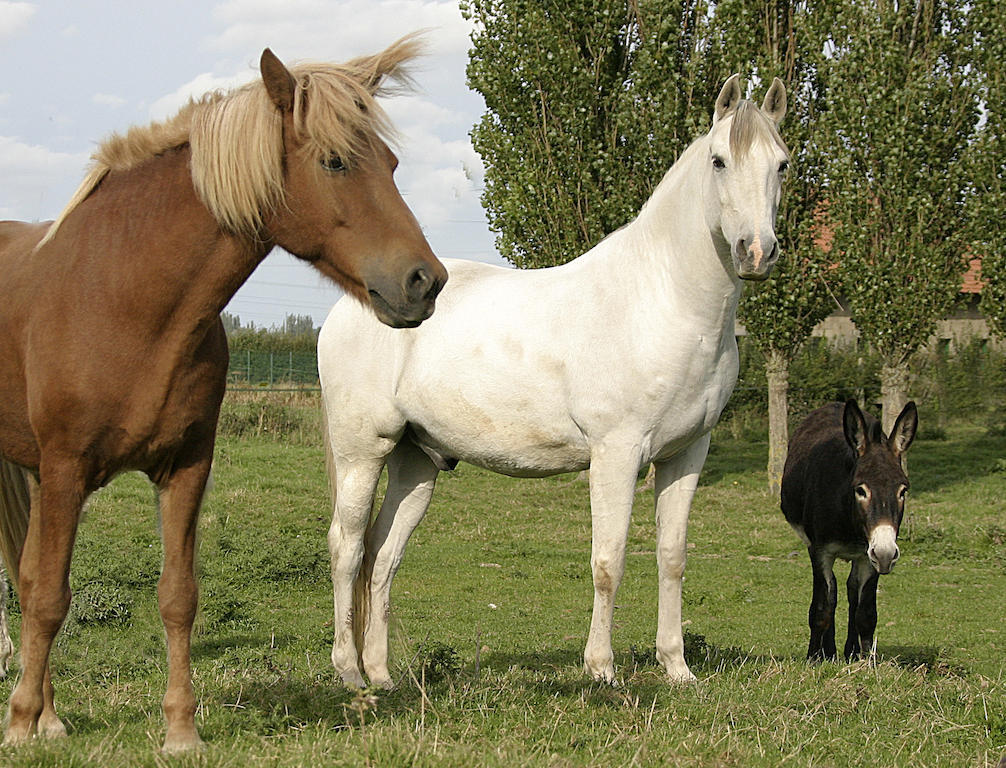 Gite De La Ferme Des Crins Blancs Villa Hazebrouck Room photo